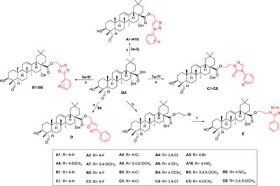 Synthesis and evaluation of anticancer activity of quillaic acid derivatives: A cell cycle arrest and apoptosis inducer through NF-κB and MAPK pathways